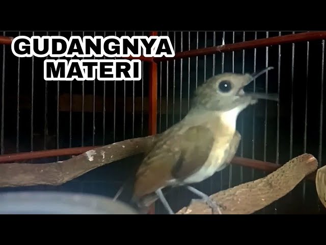 MAHIR.. untuk jadi guru vokal srdc manapun, srdc gacor jebol birahi, sikatan rimba Dada coklat class=