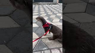ciki #surabaya #otter #cute #animals #zooanimals #funny #otterindonesia #tranding  #cuteanimals