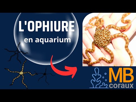 Vidéo: Les ophiures mangent-elles du corail ?