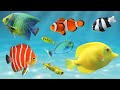 Poissons extotiques daquarium poissons daquarium de rcifs coralliens sons de poissons ocanique