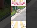 道端でボロボロの猫を連れ帰った結果 #2ch動物スレ #猫動画 #猫のいる暮らし