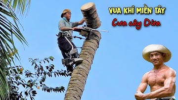 Hồi Hộp! Vua Khỉ Cưa Cây Dừa Ở Vị Trí Siêu Khó Và Cái Kết. Cutting down a coconut tree