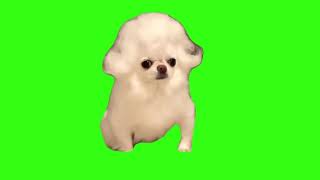 Mozart Dog Meme Green Screen