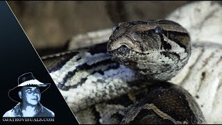 Python Incubating 01 Footage