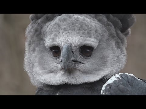 Video: Bald Eagles and more at the World Bird Sanctuary