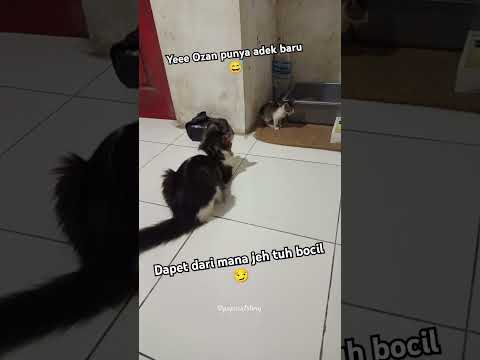 Anak siapa jeh itu 😅 #shorts #ytshorts #cat #kucinglucu #meow #shortvideo #fyp