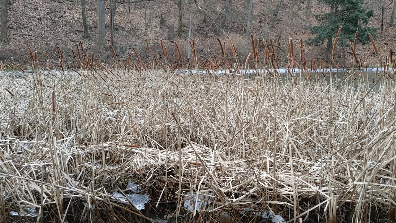 The sound of ice breaking, Schenley Park, 2021-01-15, 082425
