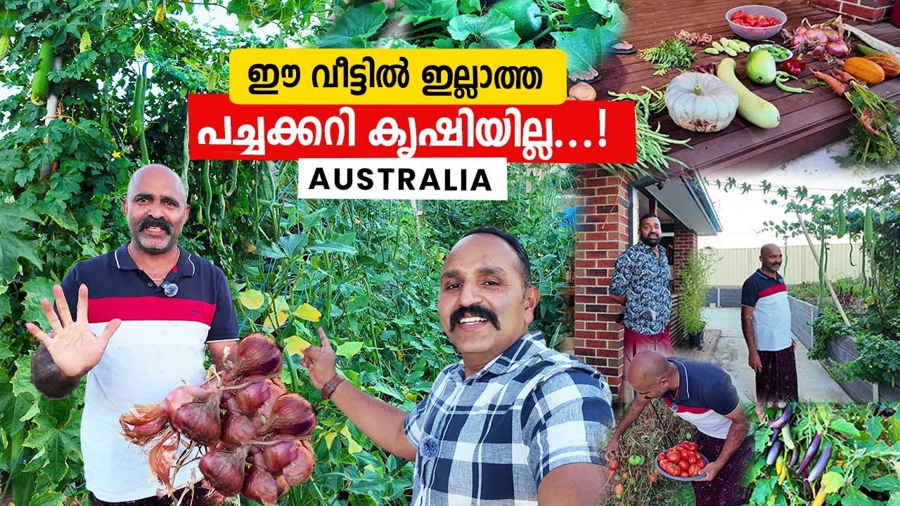 ഈ വീട്ടിൽ ഇല്ലാത്ത പച്ചക്കറി ഒന്ന് പറയാമോ?   Backyard Organic Farming in Australia