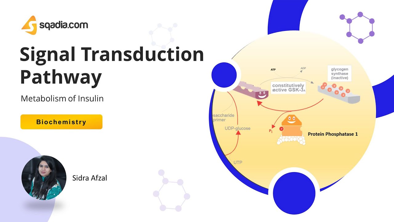 Metabolism of Insulin | Signal Transduction Pathway - YouTube