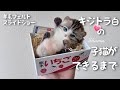 ちょいリアルなキジトラ白の子猫が完成するまで【羊毛フェルト制作スライドショー】【Wool felting slide show】【Needle felting cat】