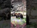 I absolutely LOVE bears! What’s one of your favorite animals? #animals #zoo #fyp #bear #wildlife