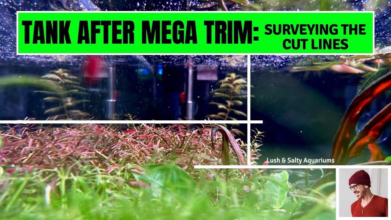 Planted Tank Mega Trim: The Cut Lines