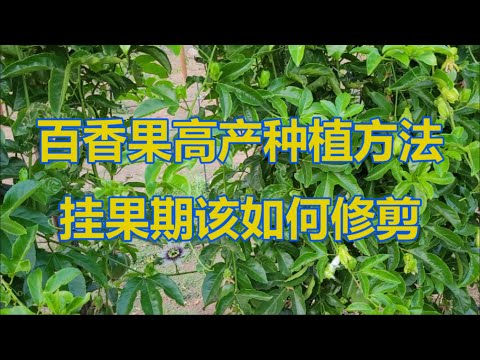 百香果高产种植方法：挂果期该如何修剪