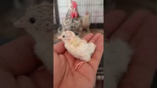 Sebright & English Game Chick At Friend Fancy Hen