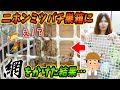 キイロスズメバチ対策！？ニホンミツバチの巣箱に網をかけると熱殺蜂球しやすくなる！？