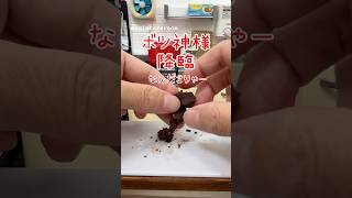 ボツ神様降臨!さんかくチョコパイの末路