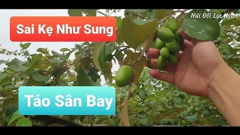 Táo Sân Bay Quá Sai l Núi Đồi Lục Ngạn