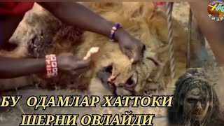 видео: Мана Ёввойи ОДАМЛАР Кандай Ов Килади #hammaga_qiziq  #обуна_булинг #еввойилар картинка: Мана Ёввойи ОДАМЛАР Кандай Ов Килади #hammaga_qiziq  #обуна_булинг #еввойилар