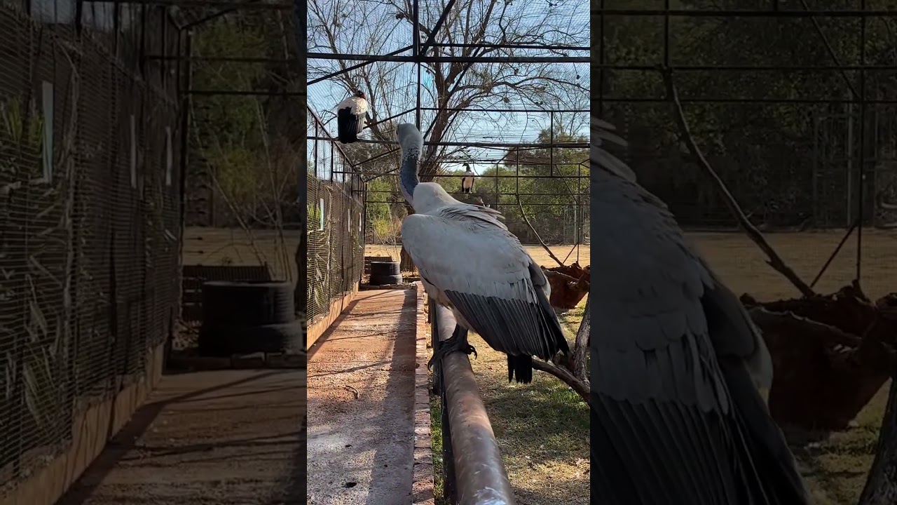 Познакомьтесь с гигантскими хранителями дикой природы — капскими стервятниками!