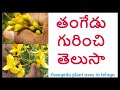 తంగేడు గురించి తెలుసా ||Thangedu plant uses in telugu ||మయాహరి ||Cassia Auriculata uses in telugu ||