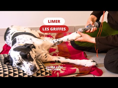 Vidéo: Comment couper les ongles de votre chien avec un Dremel