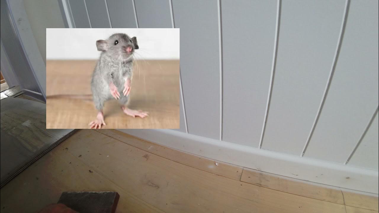mice eating my putty and my fix YouTube