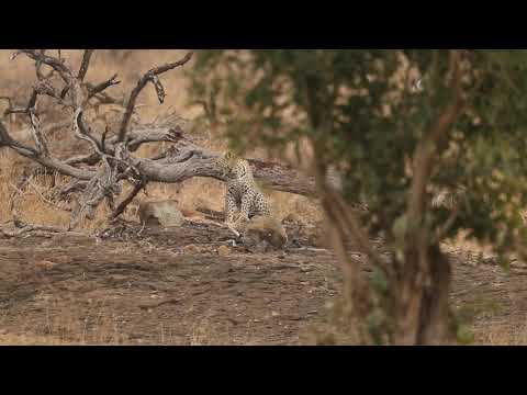 Video: Pet Scoop: Rare Leopard Cub 