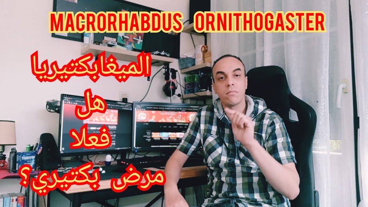 علاج مرض الميغابكتيريا عند الطيور و طريقة الوقاية méga bactérie