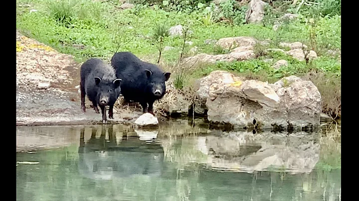 Wild boars. Havalinas