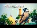 بعد اهلي وخوتي هله بجيتك يموتي باسم الكربلائي