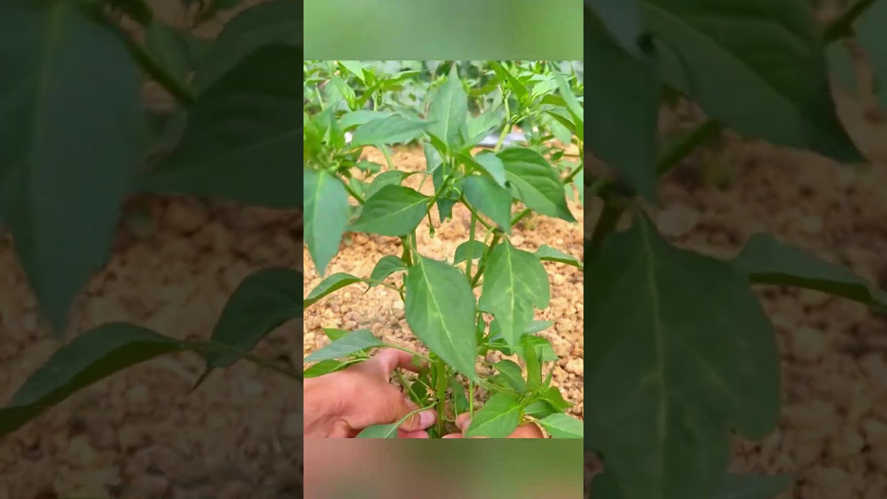 Simple pepper pruning hack for more fruit #farming #gardening #shorts