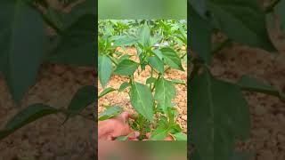 Simple pepper pruning hack for more fruit #farming #gardening #shorts