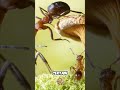 Zombies: Myth vs. Reality Explained (Haitian Folklore &amp; Science) #shorts