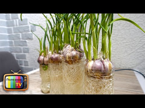 Видео: Как вырастить ростки чеснока в воде?