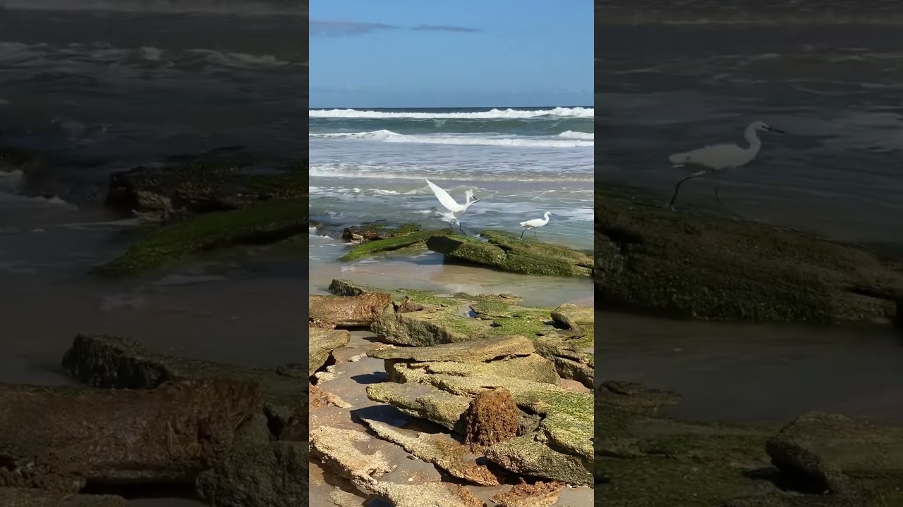 Florida Egrets on the chase!! 