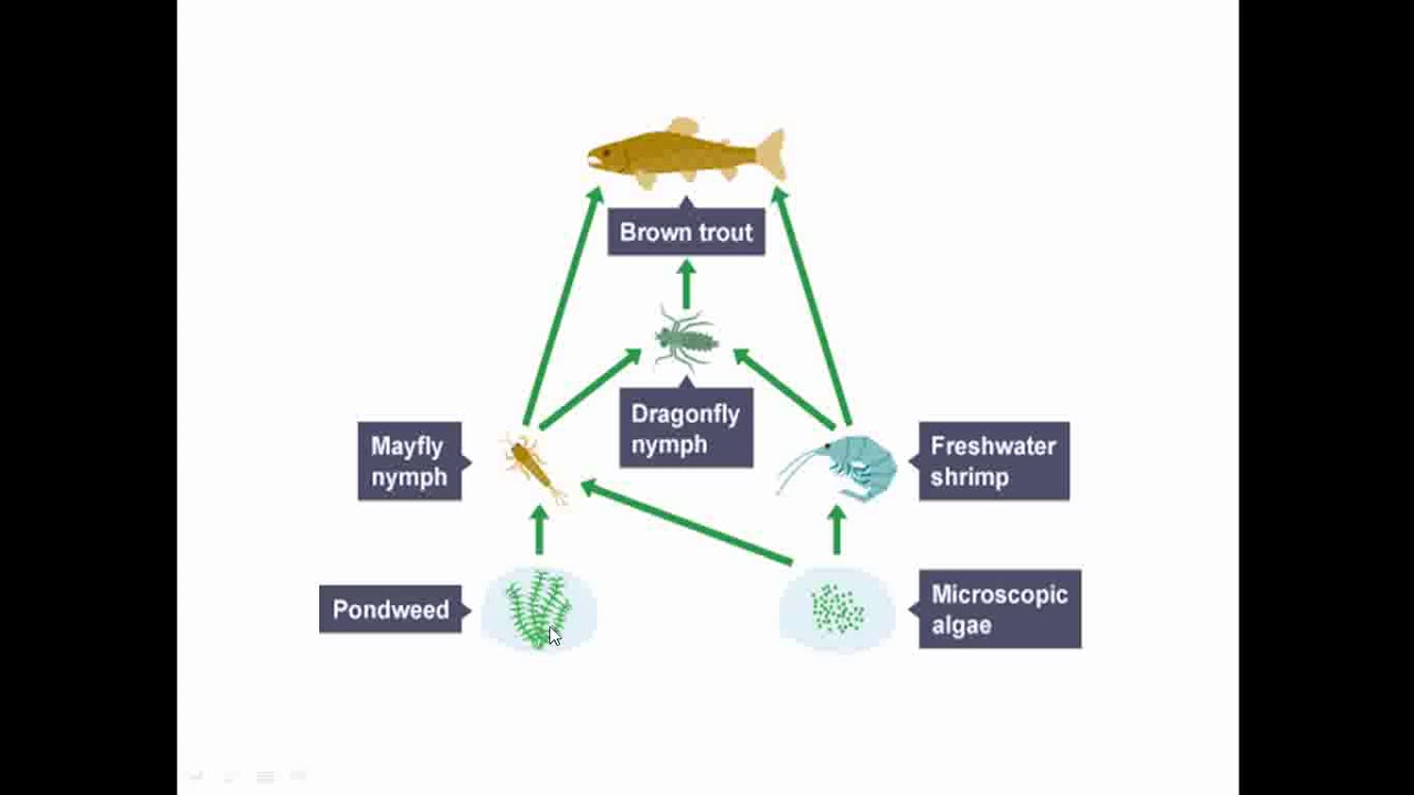 Food Web