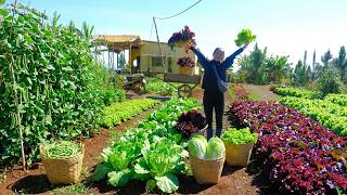 Harvest Green Lettuce And Purple Lettuce To Sell At The Market And Cook – Peaceful Farm Life
