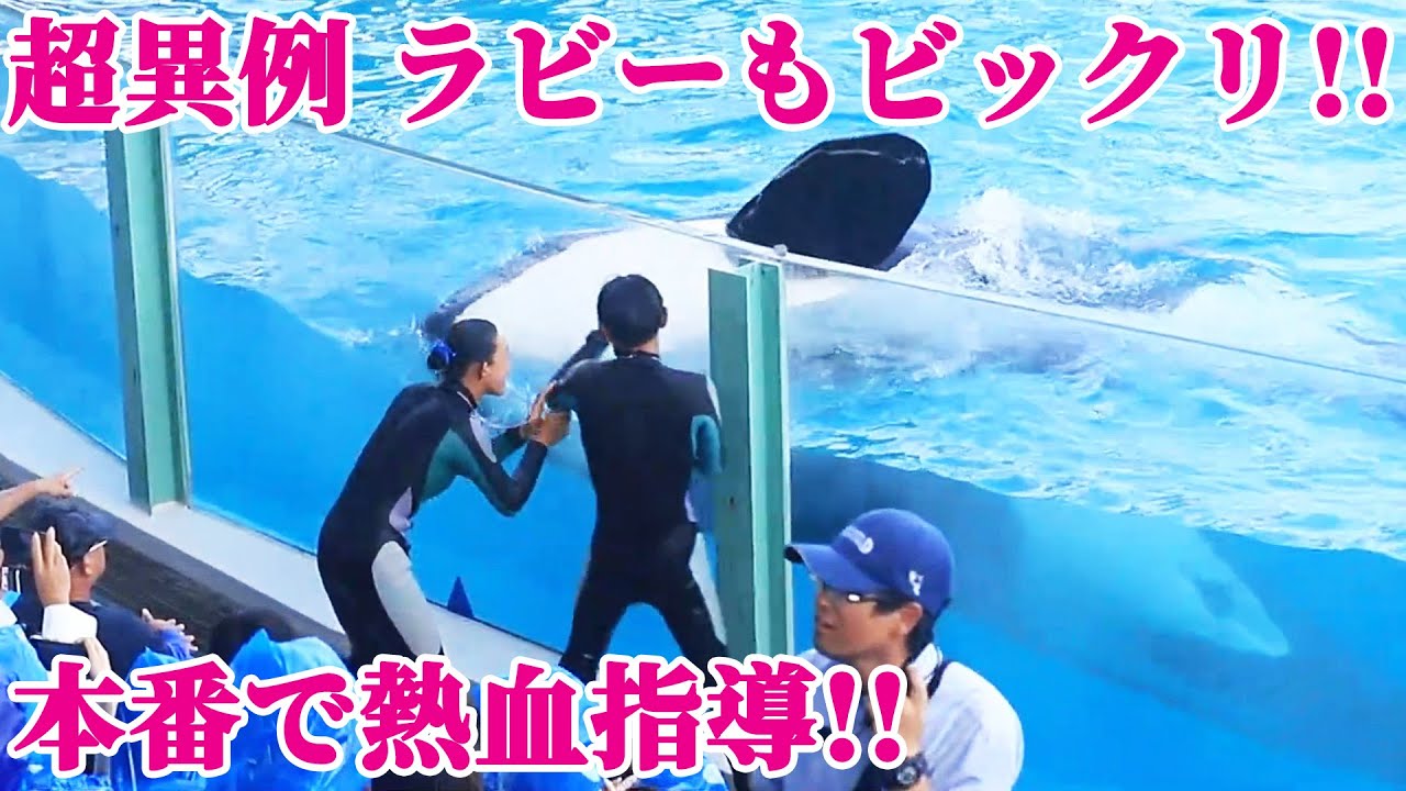 天才シャチ「ラビー」も流石にビックリ!! 鴨川シーワールド シャチショー KamogawaSeaWorld  orca killerwhale