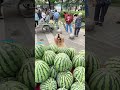 Golden Retriever Trade Her Puppy for Food #shorts #dogs