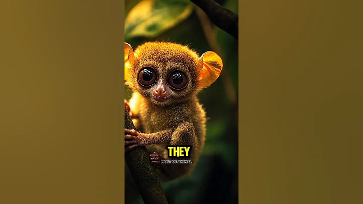 Tarsier – The Tiny Primate with Giant Eyes! #tarsier #animals #wildlife #animalfacts #shorts