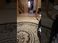 Наши с кошкой тренировки.