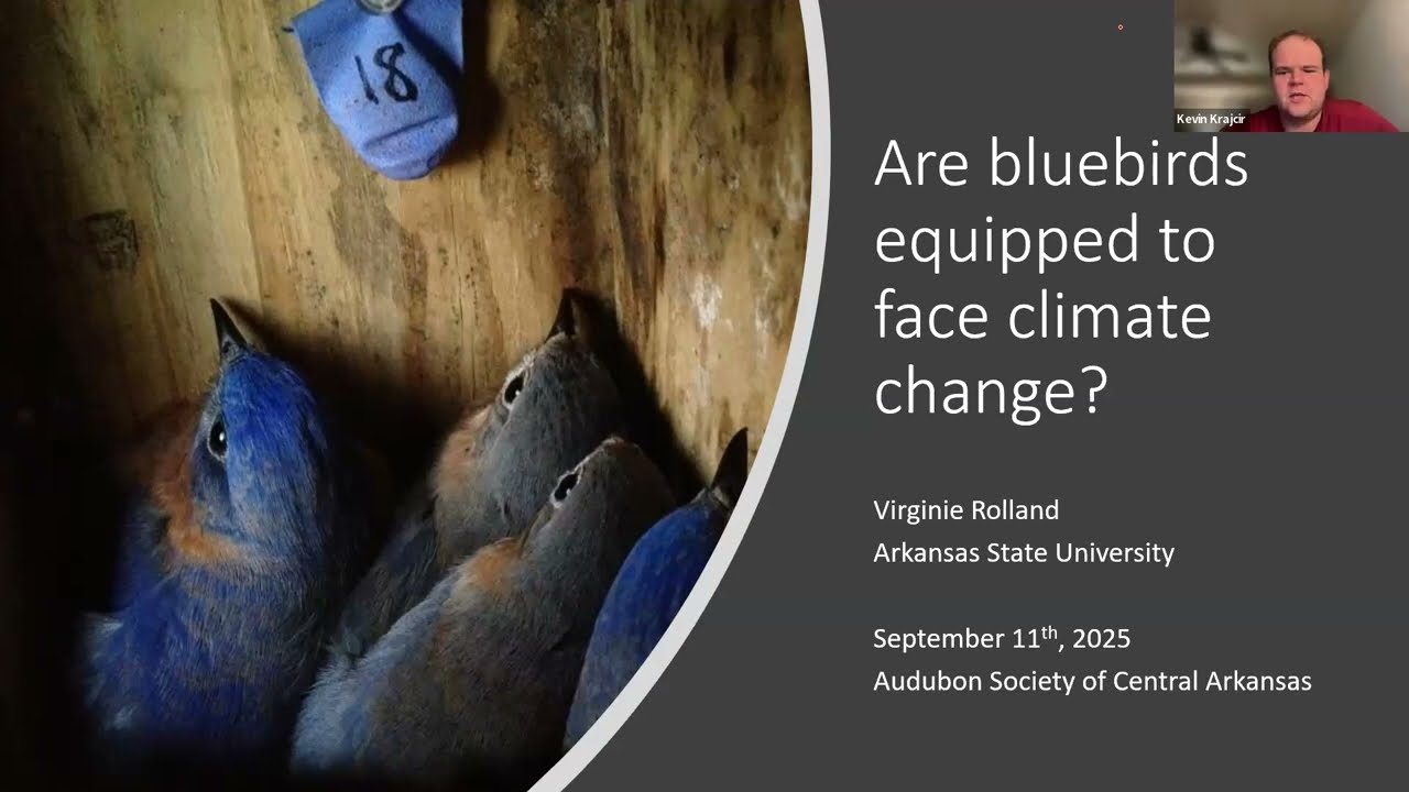 Dr. Virginie Rolland - Are bluebirds equipped to face climate