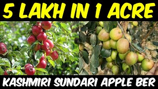 Apple Ber Farming | Kashmiri Sundary Apple Ber Ki Kheti | Apple Ber Cultivation in India