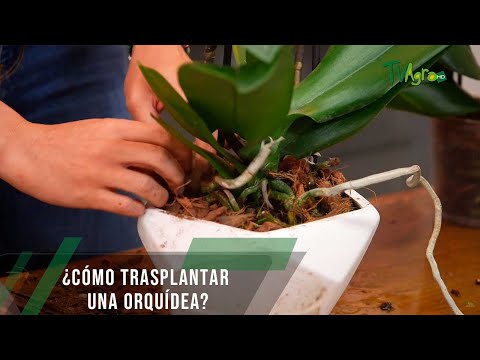 Vídeo: Com trasplantar una orquídia a casa: característiques i recomanacions