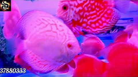 Cá Dĩa Abino Đẹp