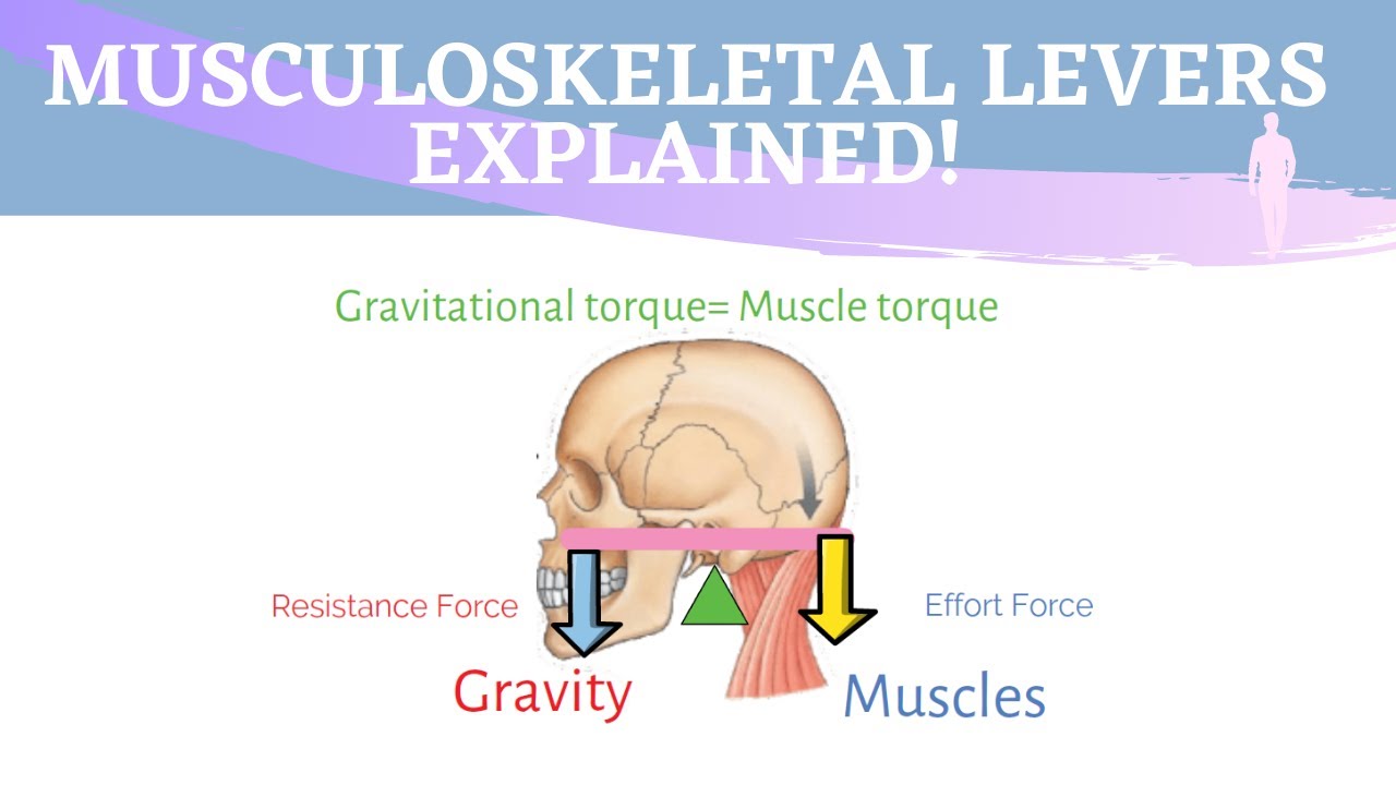 Forces and Torques in Muscles and Joints
