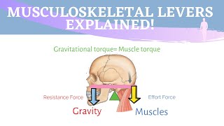 Musculoskeletal Levers Animation | 3 Types of Lever Systems