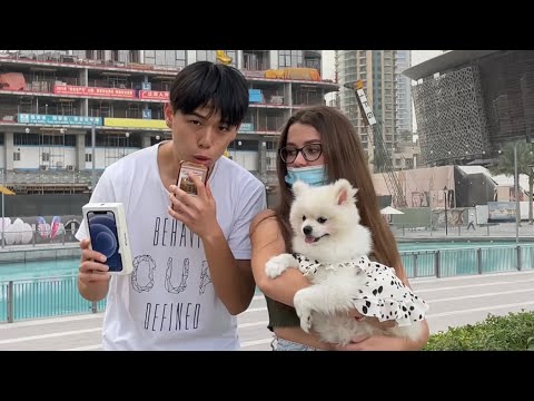 Iphone or Mega Ultra Super Cute Dog? #shorts