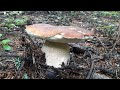 Белые грибы и другие, набирают оборот после сильного урагана и ливневых дождей!