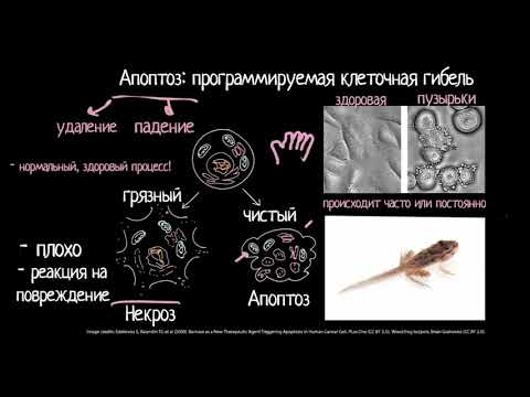 Видео: Жизнь в пробирке: морфология Ctenostome Bryozoan Hypophorella Expansa